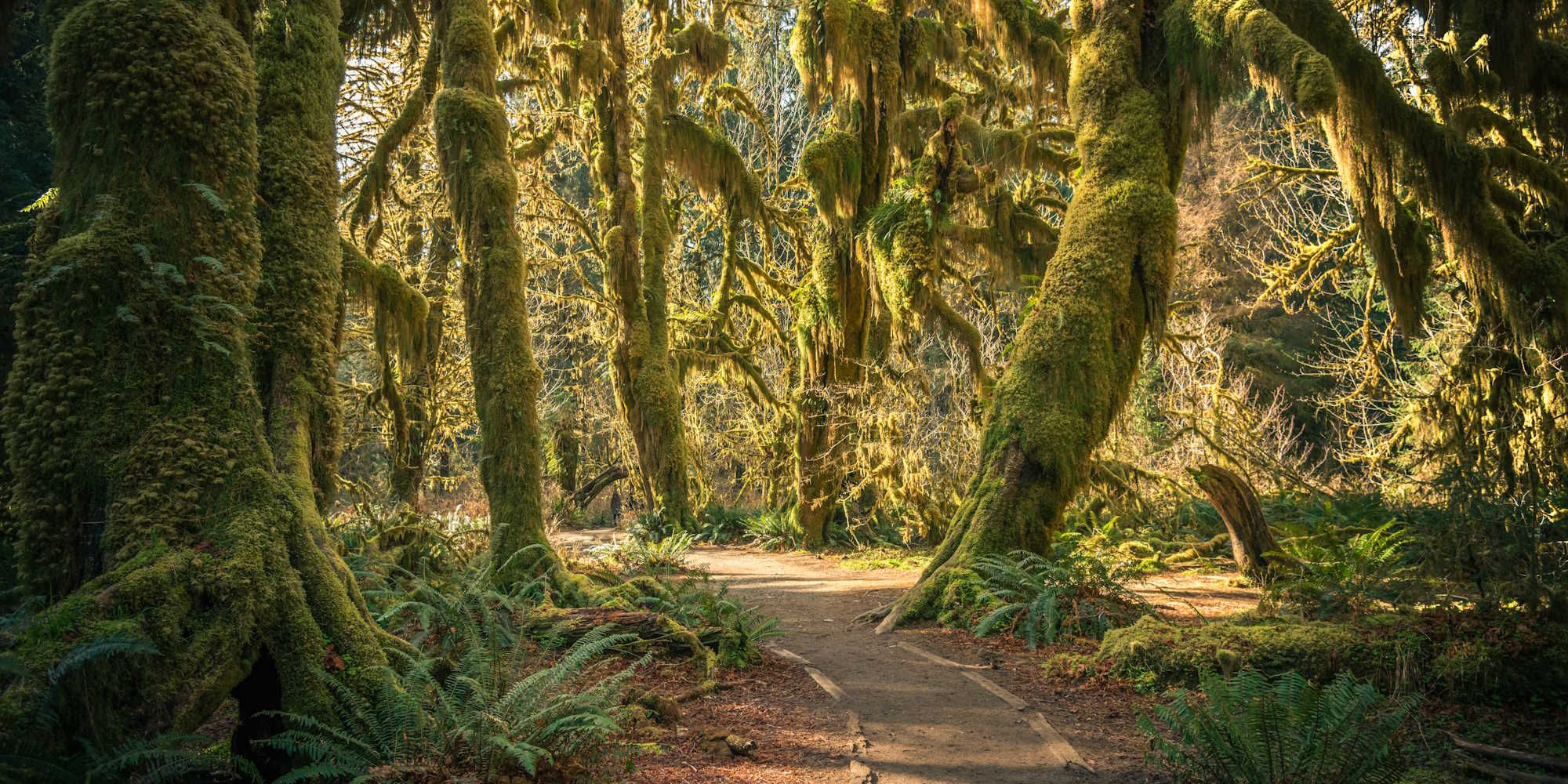 Hoh Rainforest Washington
