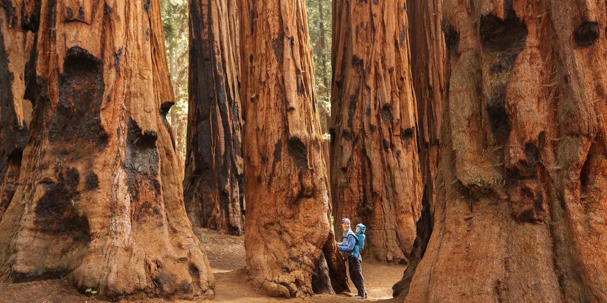 California Sequoia National Park