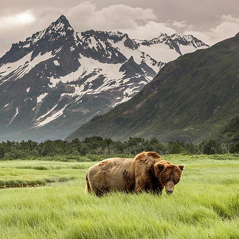 ALASKA