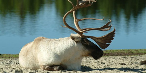St Félicien - Aventure en territoire Caribou